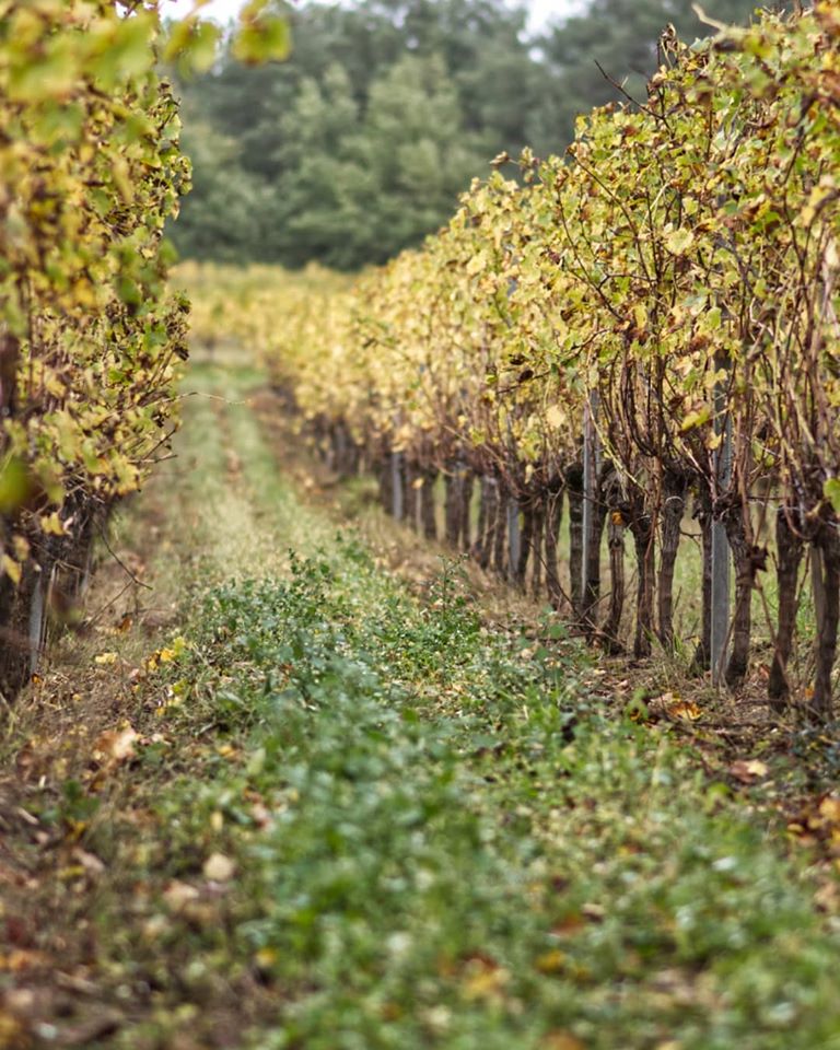 Boerengeluk wijn rood - Rode Merlot