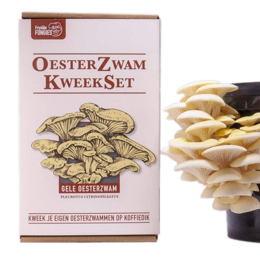 Oesterzwam kweekset - Gele oesterzwam