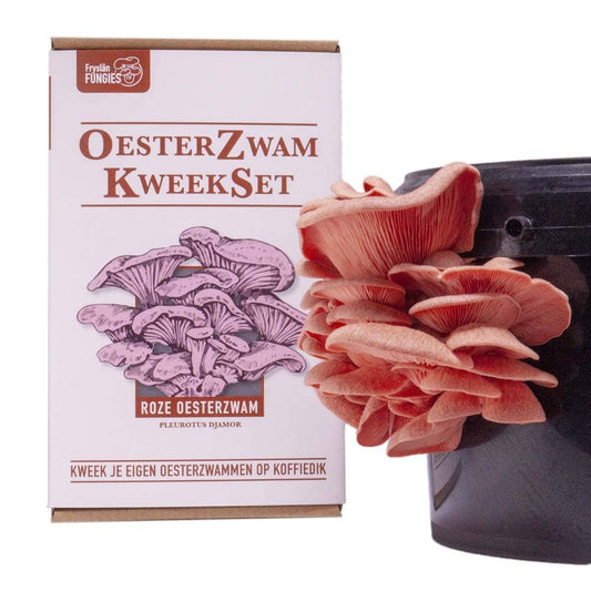 Oesterzwam kweekset - Roze oesterzwam