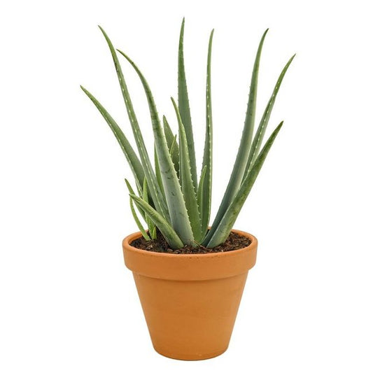 Aloe vera in Terracotta pot